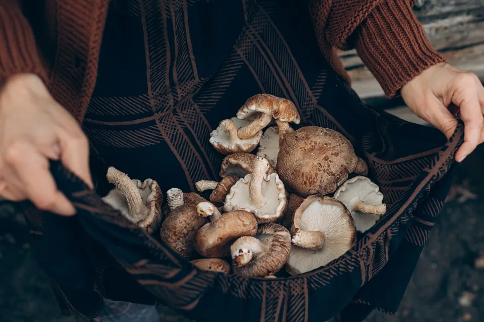 Hände halten frisch geerntete Shiitake