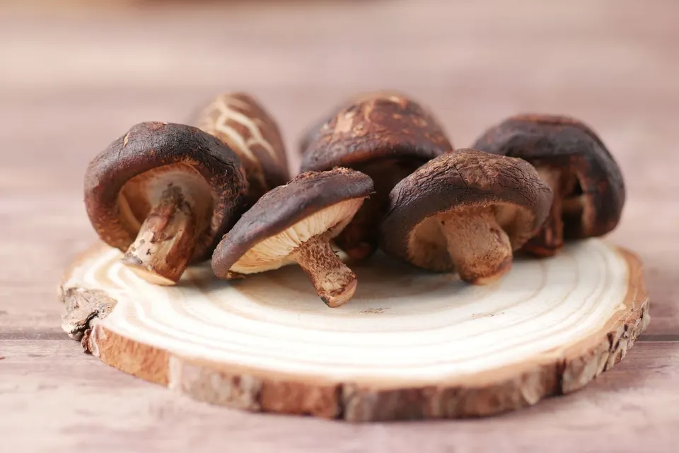 Frische Shiitake auf einer Holzscheibe